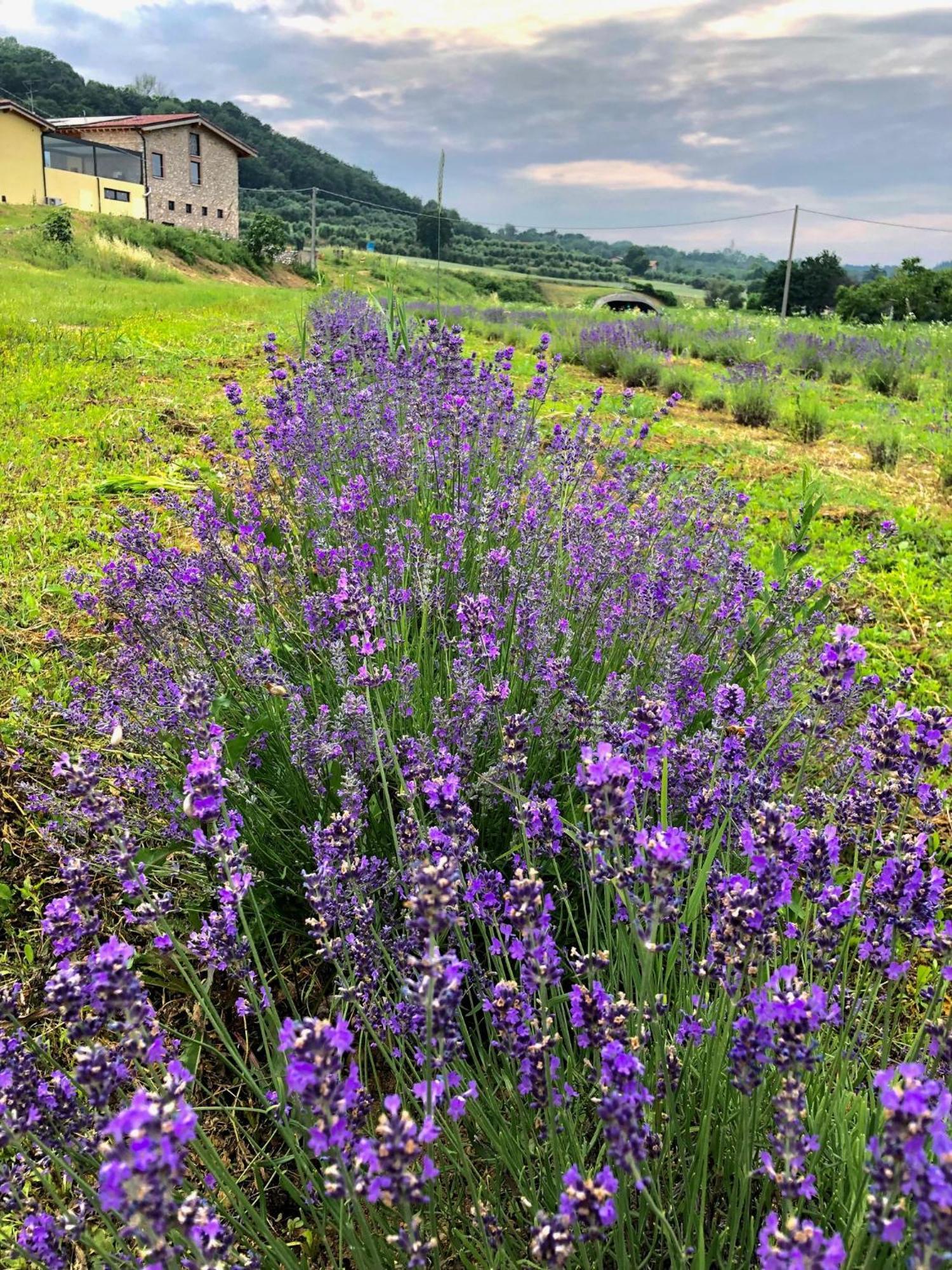 Agriturismo Al Mancino Lonato Zewnętrze zdjęcie